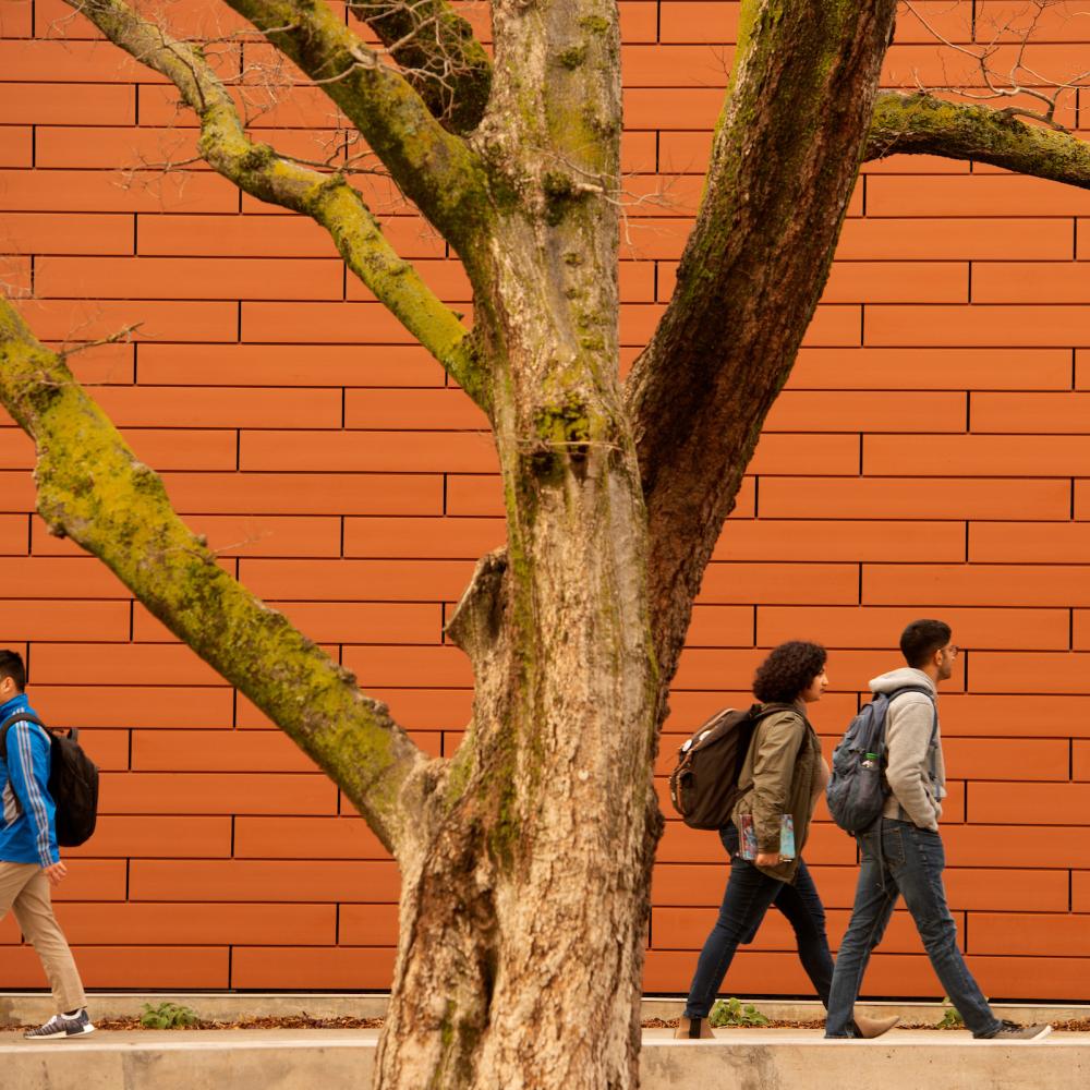 Students walking near tree and building