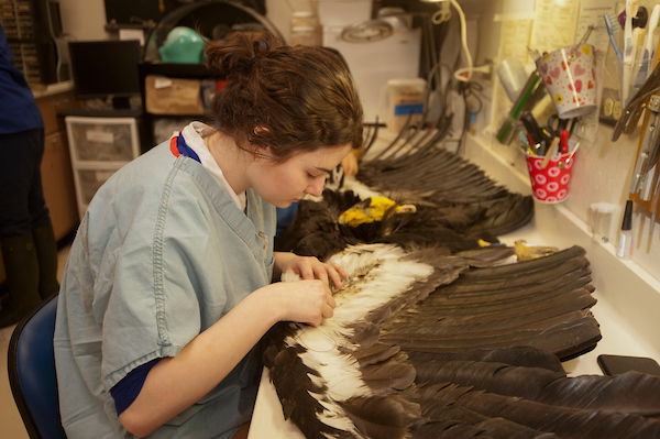 Student working on large wing