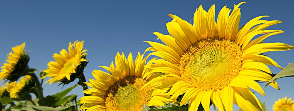 Bright yellow sunflowers in a field beneath a clear deep-blue sky