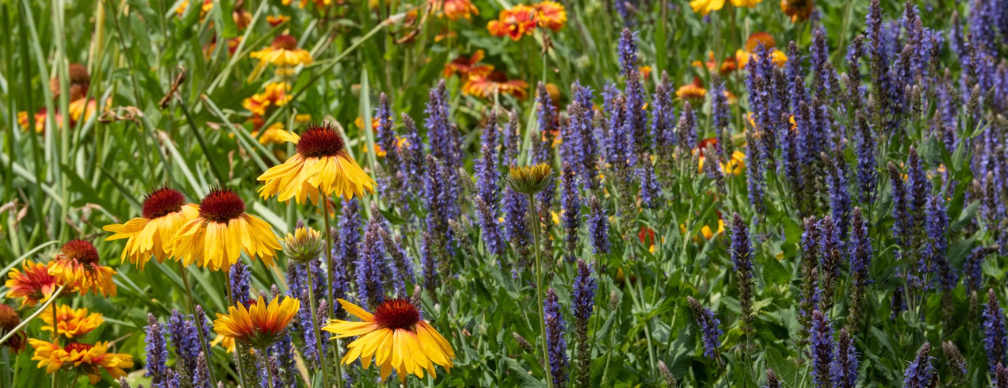 A field of wildflowers