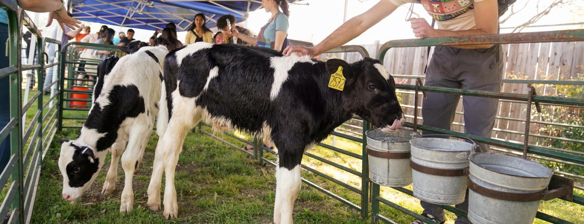Student petting a young calf at Picnic day