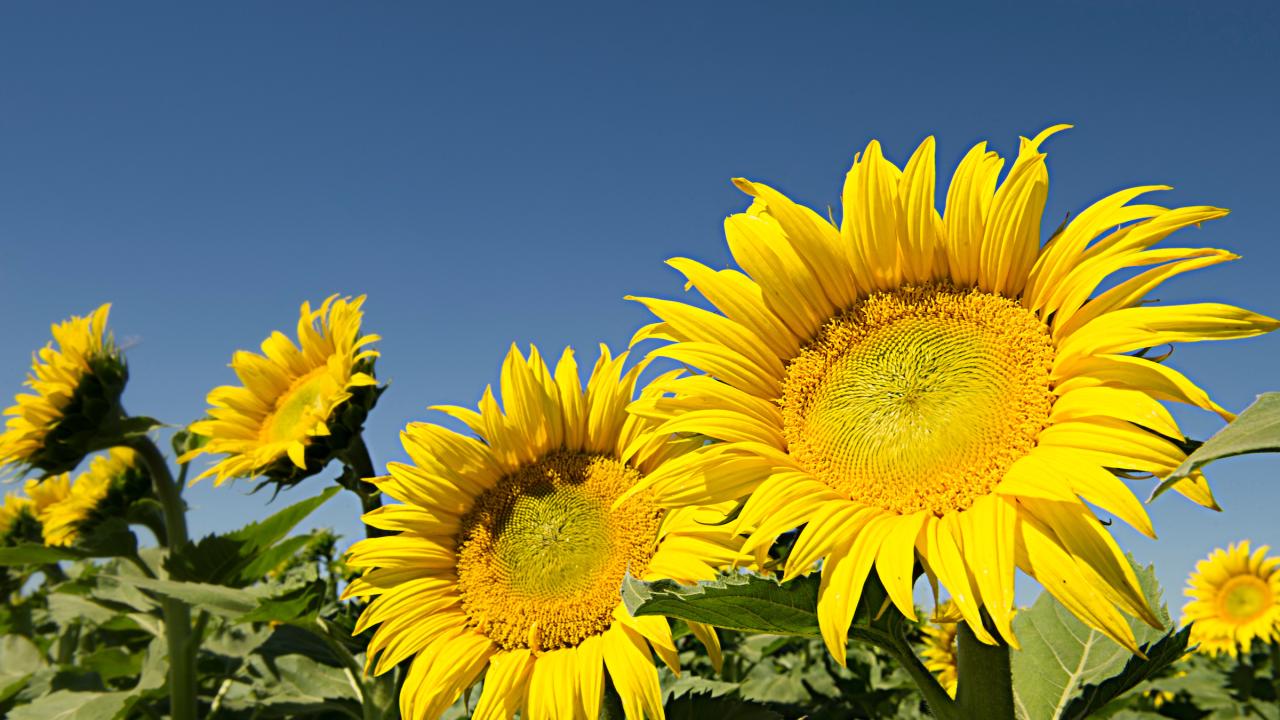 sunflowers