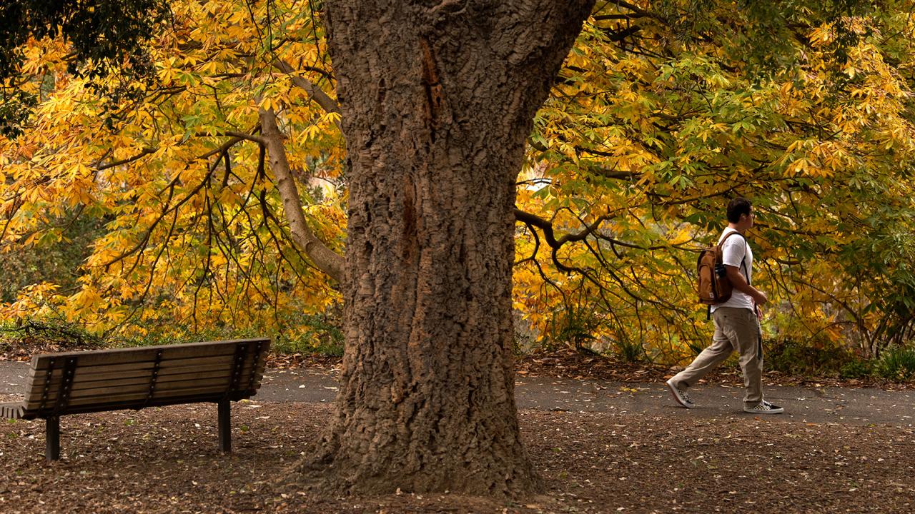A person walks past a large tree and a bench, surrounded by vibrant autumn leaves.