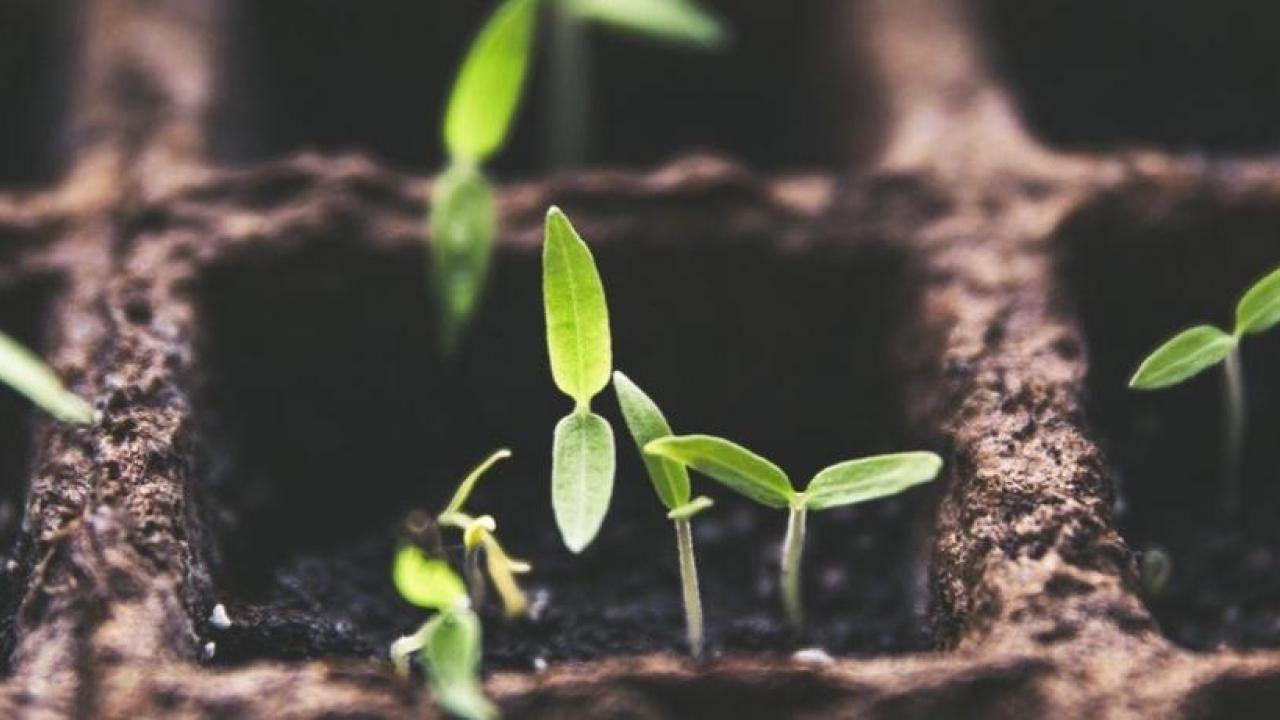 Close-up of green seedlings
