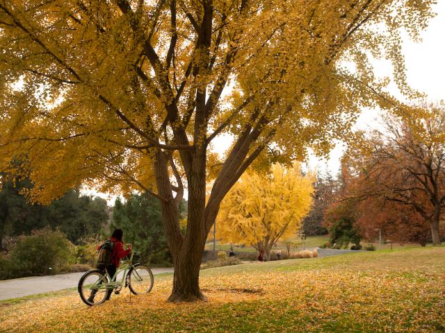 riding a bicycle through fall leaves
