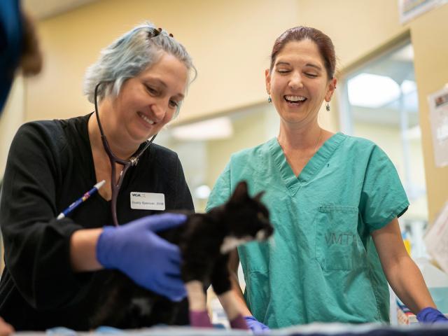 Veterinary students with kitten in bandages