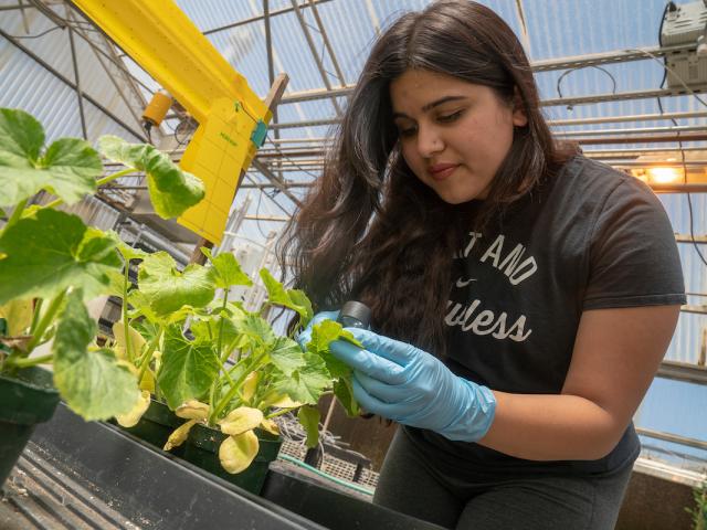 Student working with plants in greenhouse