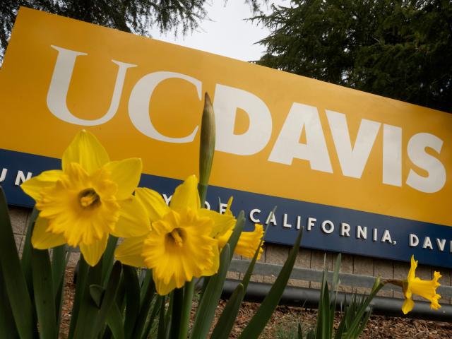 UC Davis sign with daffodils
