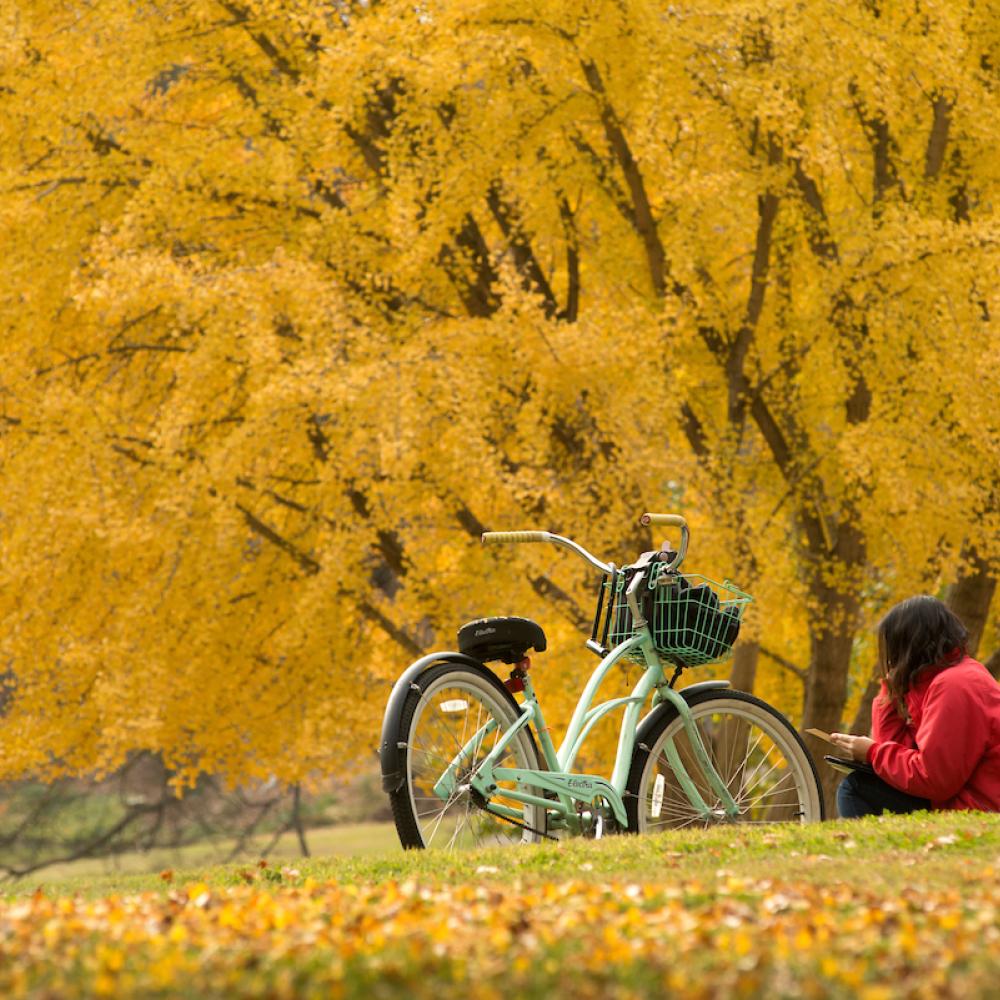 Student studying outside near bike and fall foliage