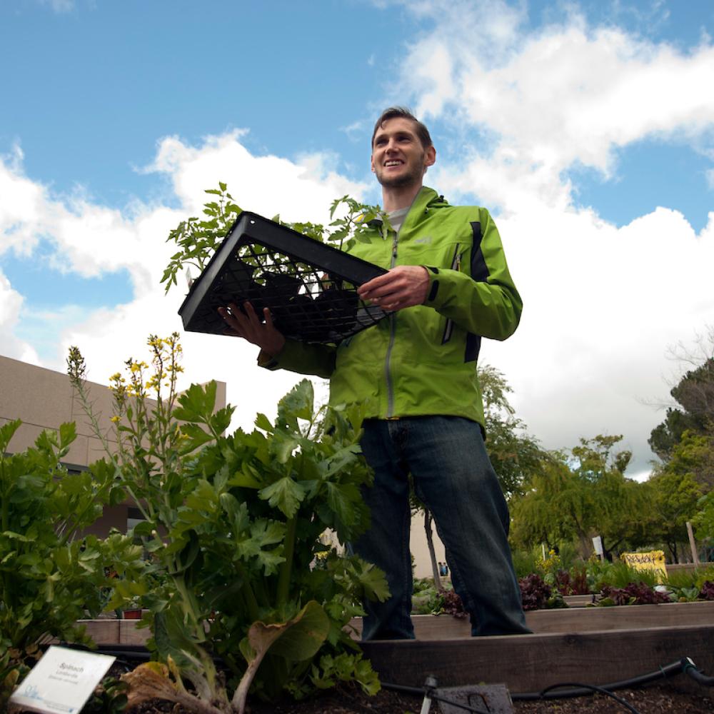 Student harvesting vegetables