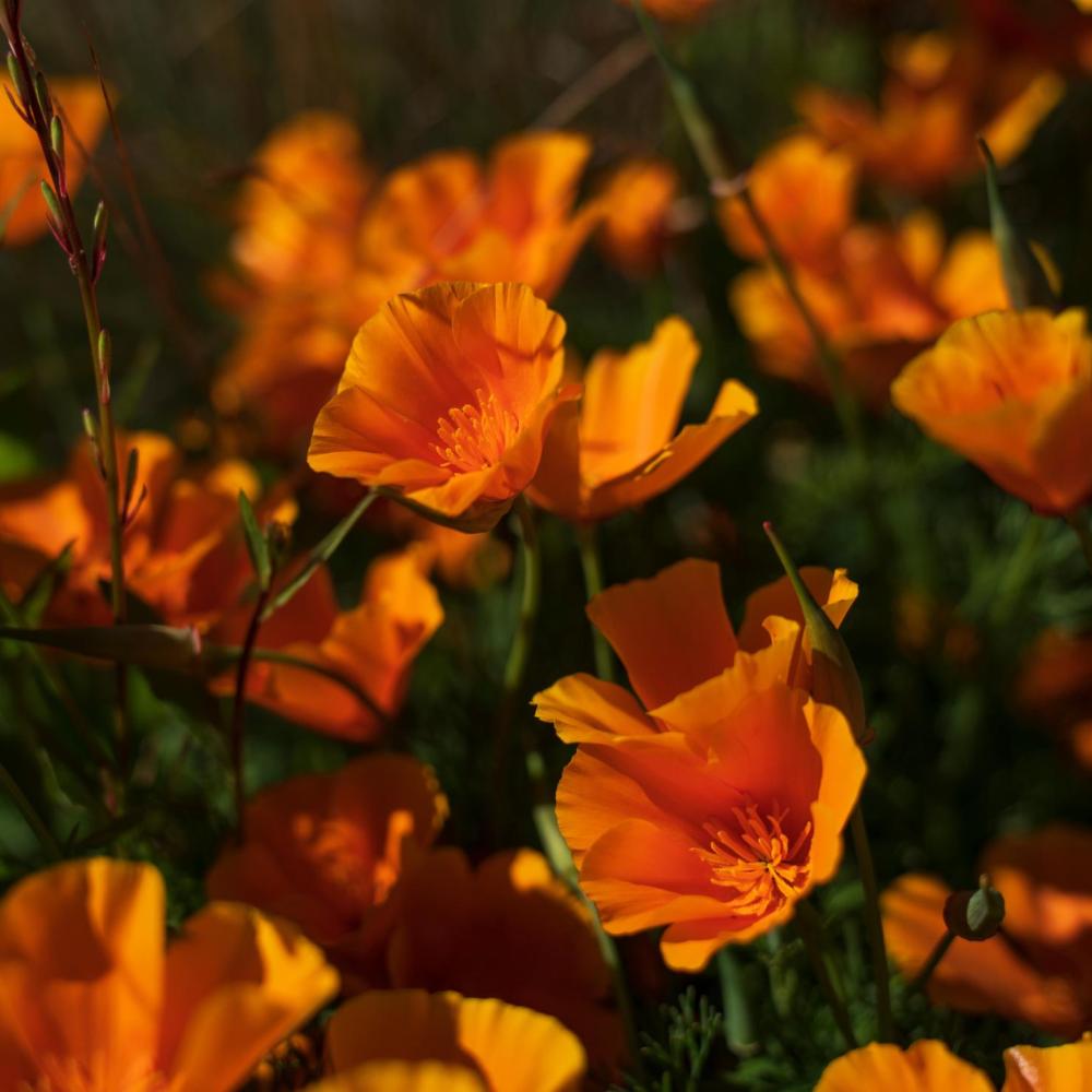 California poppies