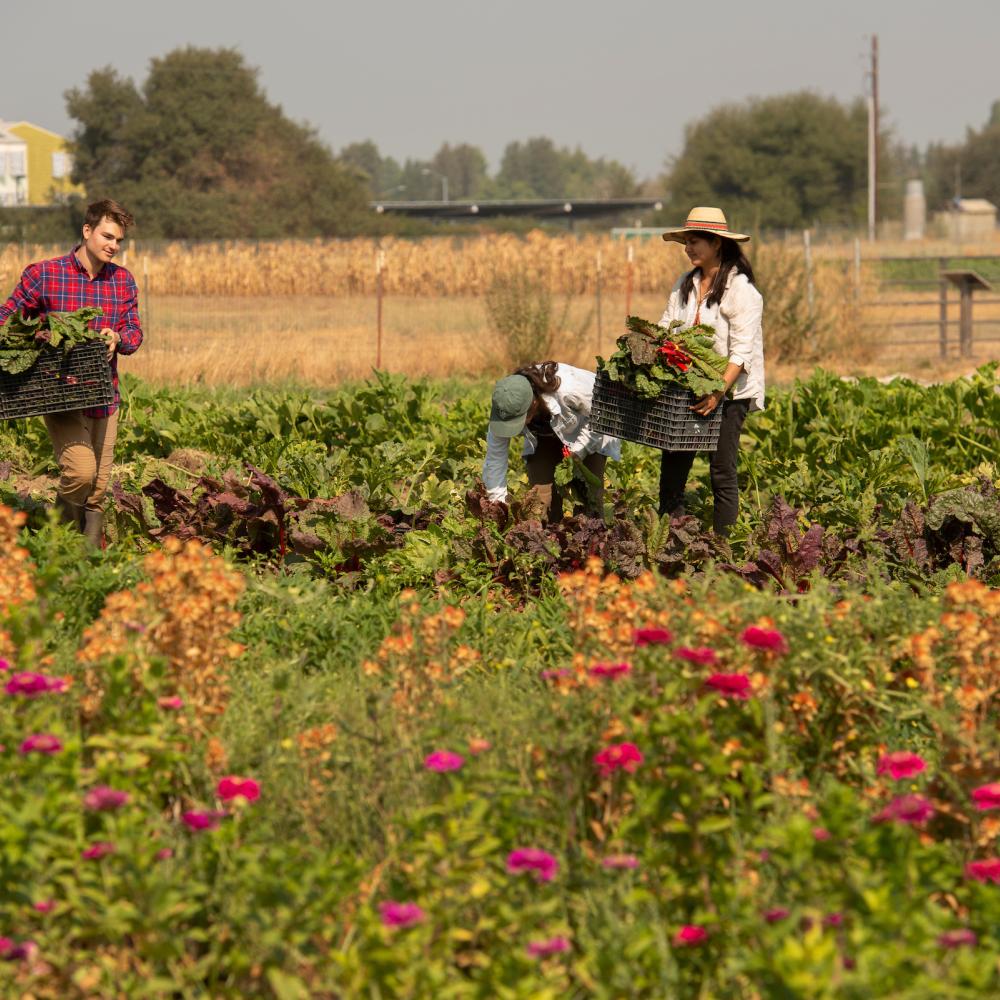 Students harvesting crops from an outdoor garden
