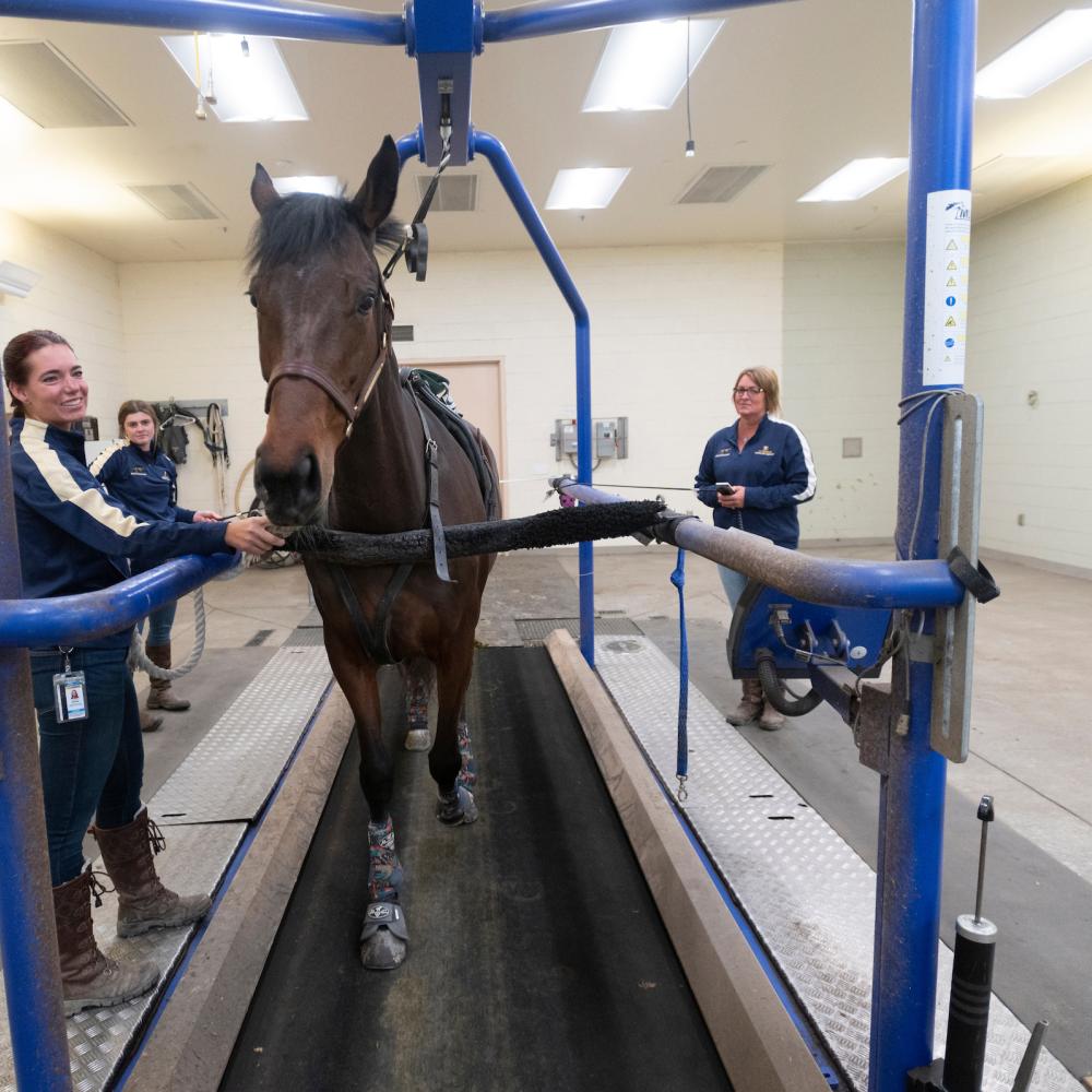 A brown horse on a treadmill with veterinary students and staff attending.
