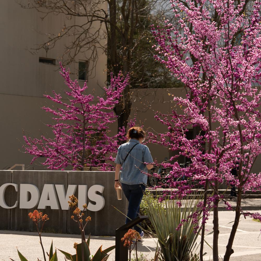 Blossoming trees and the UC Davis sign