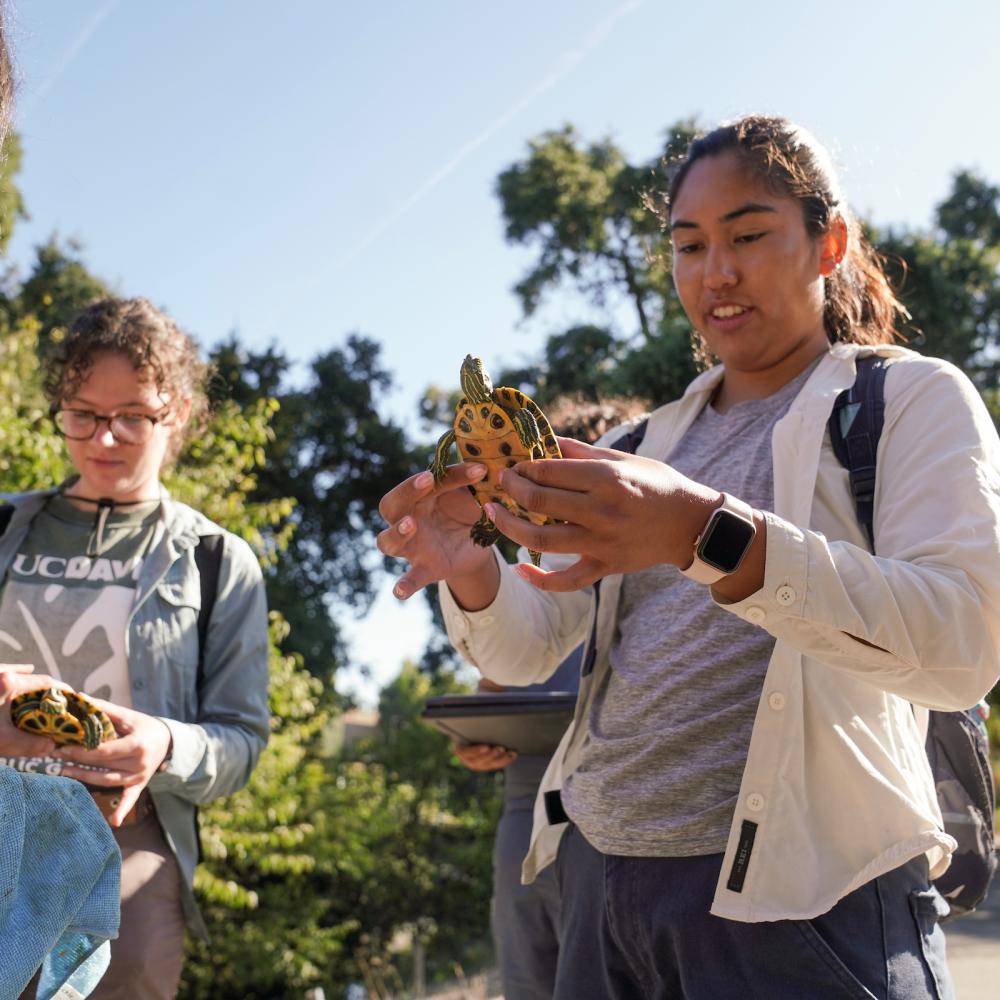 Students holding turtles during a research project near Putah Creek