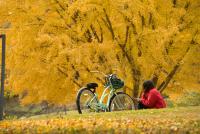 A student sits near a bicycle under a tree with fall foliage