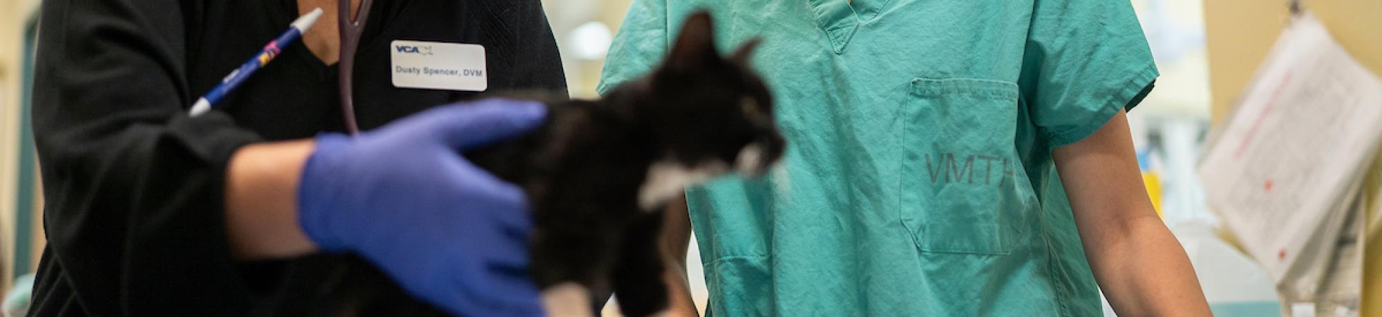 Veterinary students with kitten in bandages