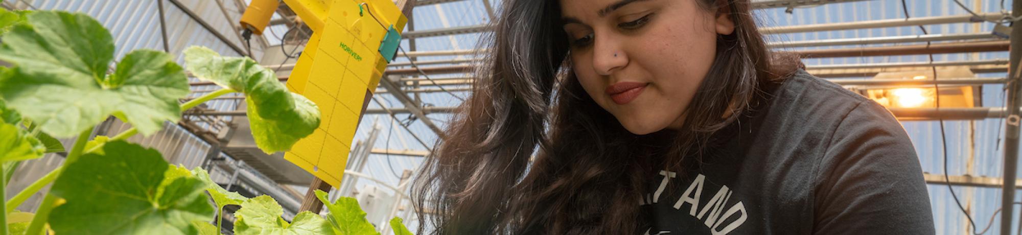 Student working with plants in greenhouse