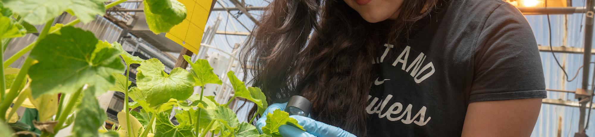 Student working with plants in greenhouse