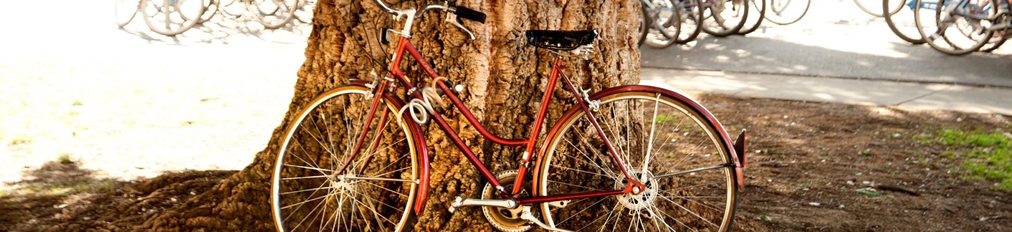 Red bicycle leaning against a tree trunk