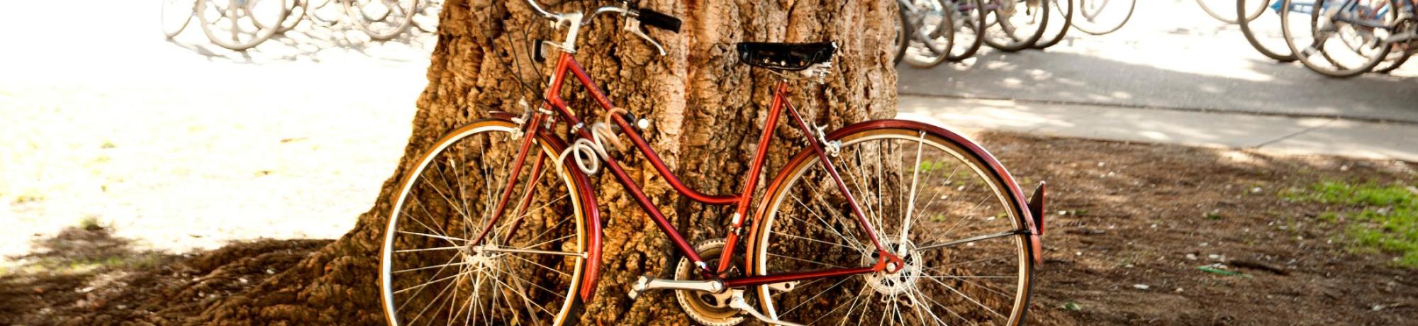 Red bicycle leaning on large tree trunk, rows of bikes and college buildings in sun