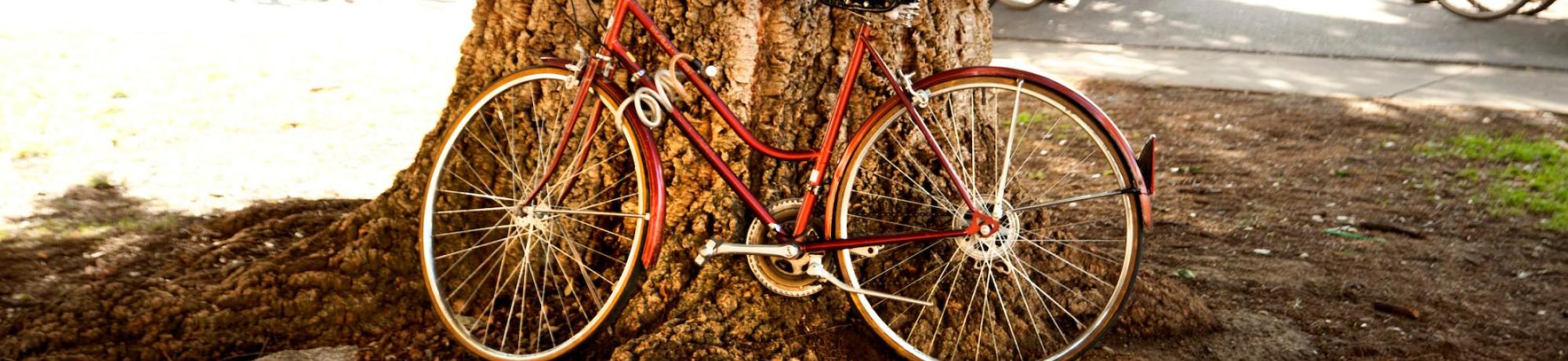 Red bicycle leaning against a tree trunk