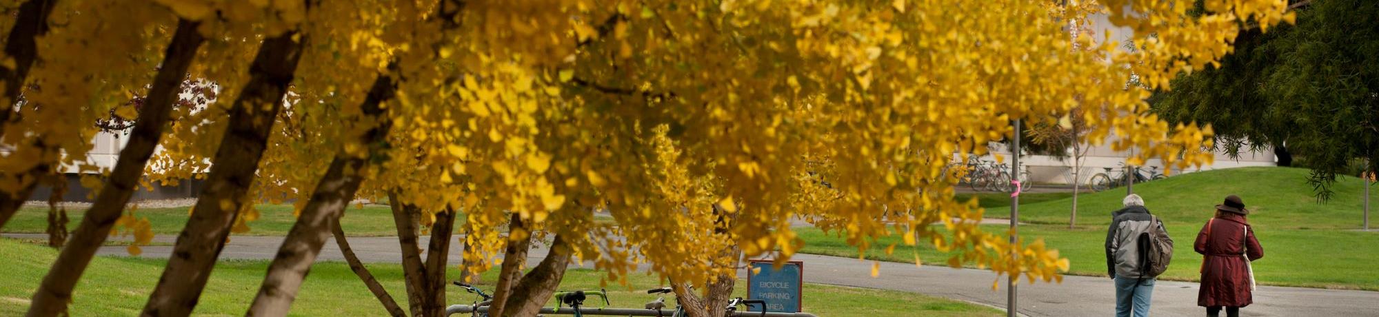 Fall leaves with bikes at rack