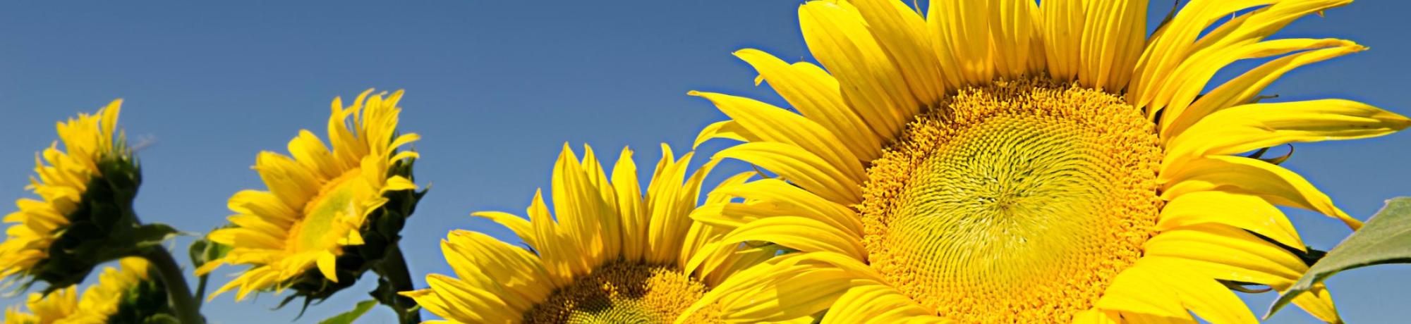 Two bright sunflowers with green leaves against a clear deep blue sky