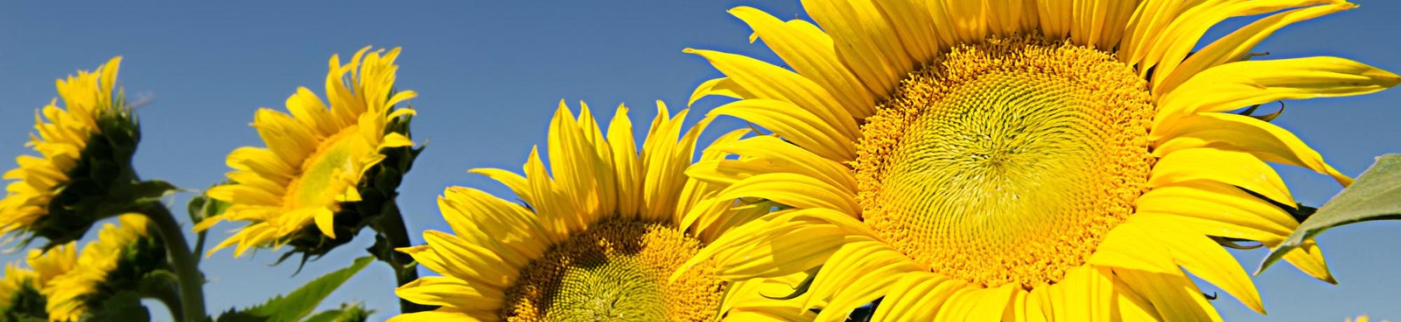Close-up of three sunflowers