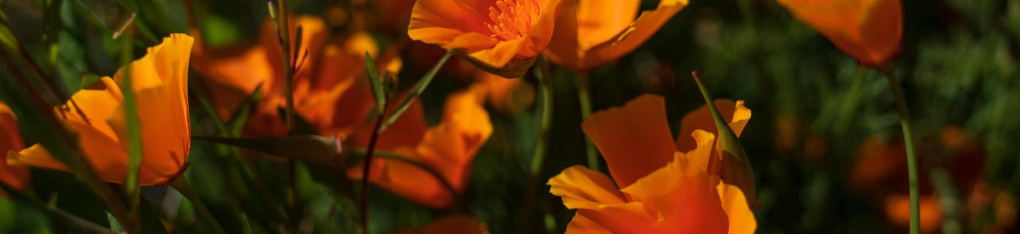 California poppies