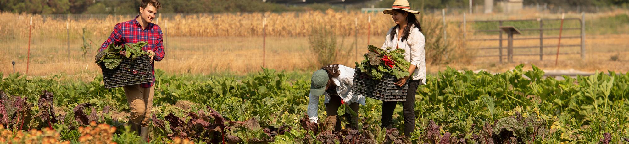 Students harvesting crops from an outdoor garden