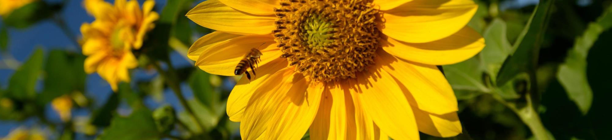 sunflower