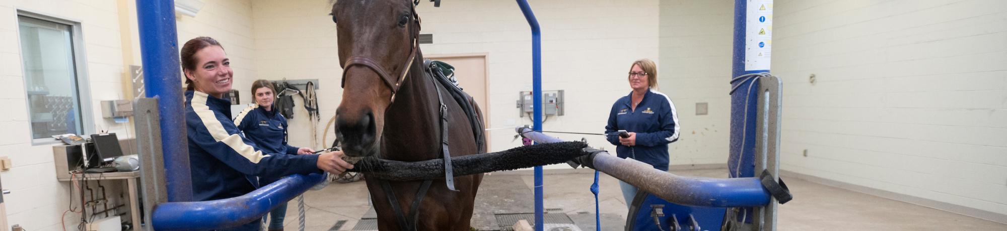 A brown horse on a treadmill with veterinary students and staff attending.