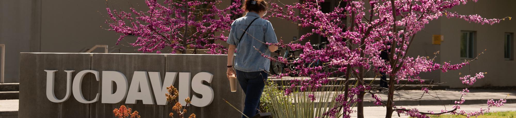 Blossoming trees and the UC Davis sign